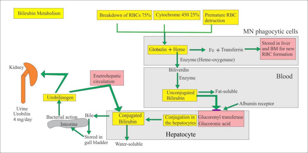 Bilirubin Part 1 Total, Direct and Indirect Bilirubin, Classification