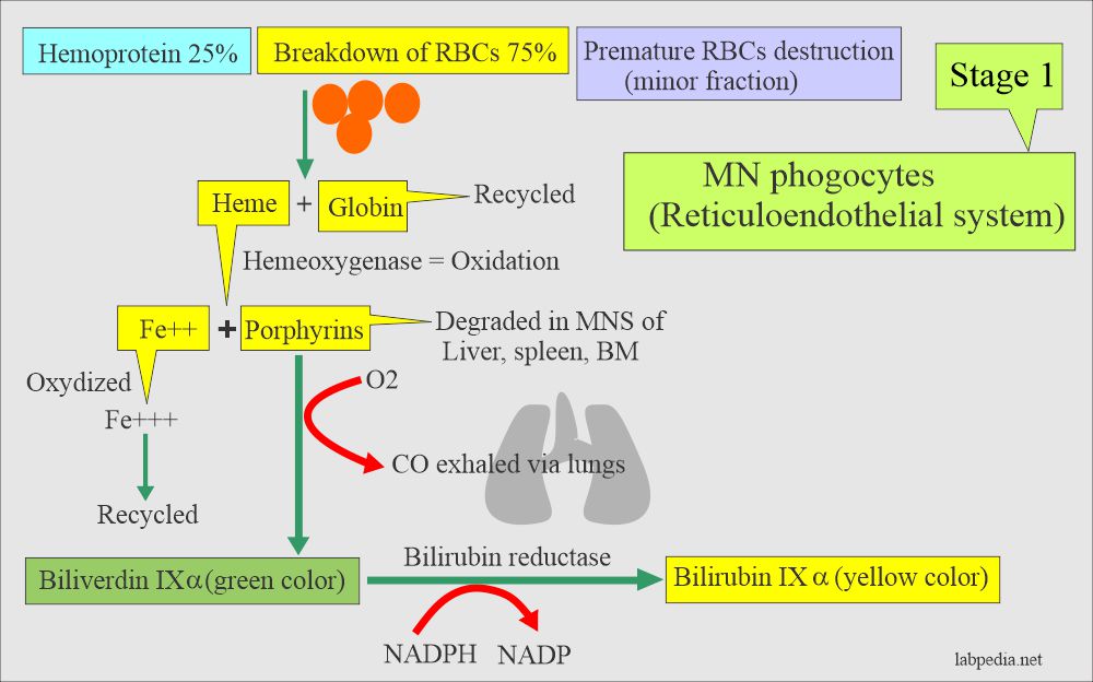 Bilirubin metabolism first stage in the MN phagocytic system 