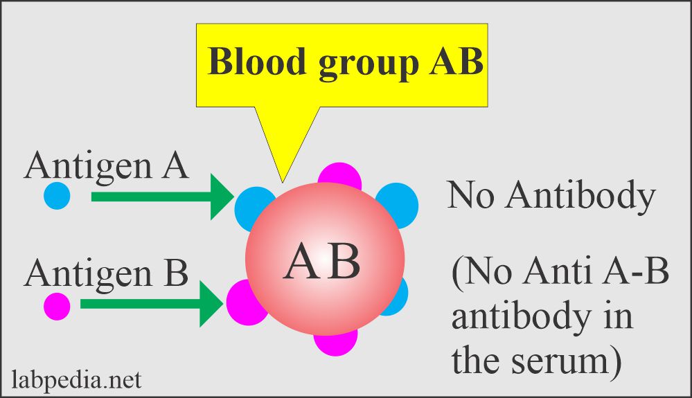 Blood banking part 1 Blood Groups ABO and Rh System, Blood Grouping