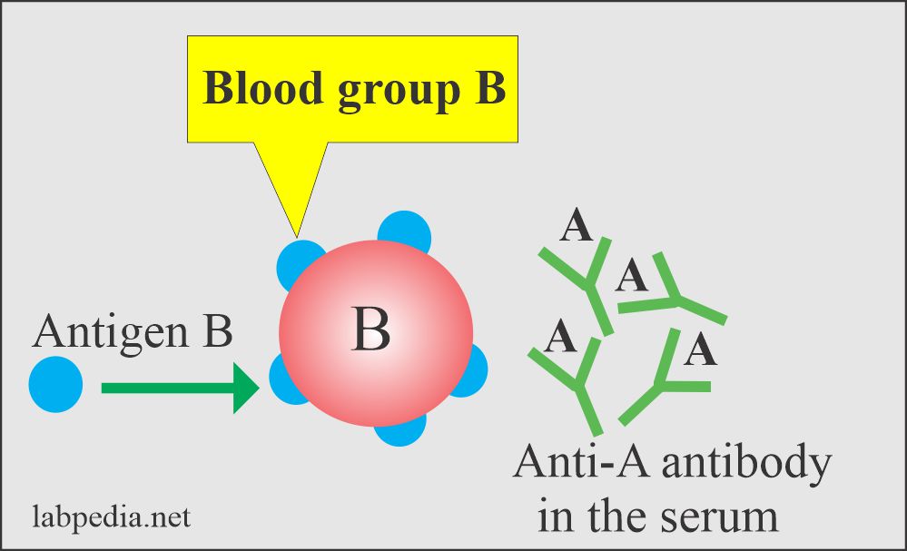 Blood group B