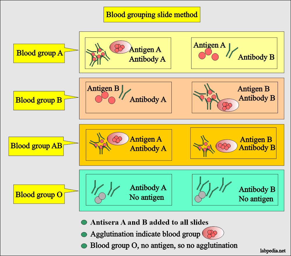 Blood grouping on slide method