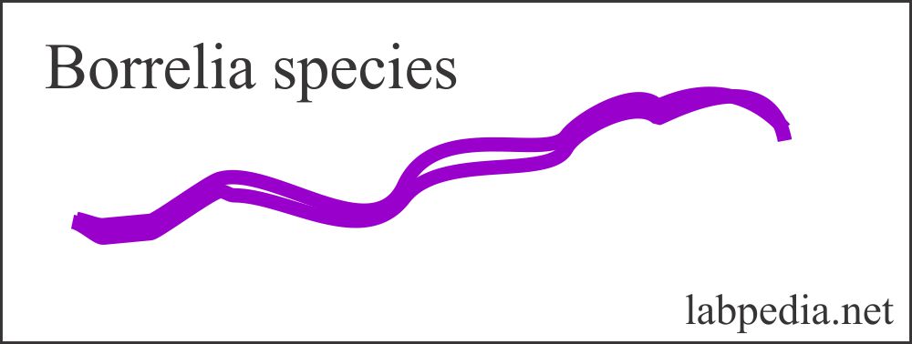 Borrelia Organism Species