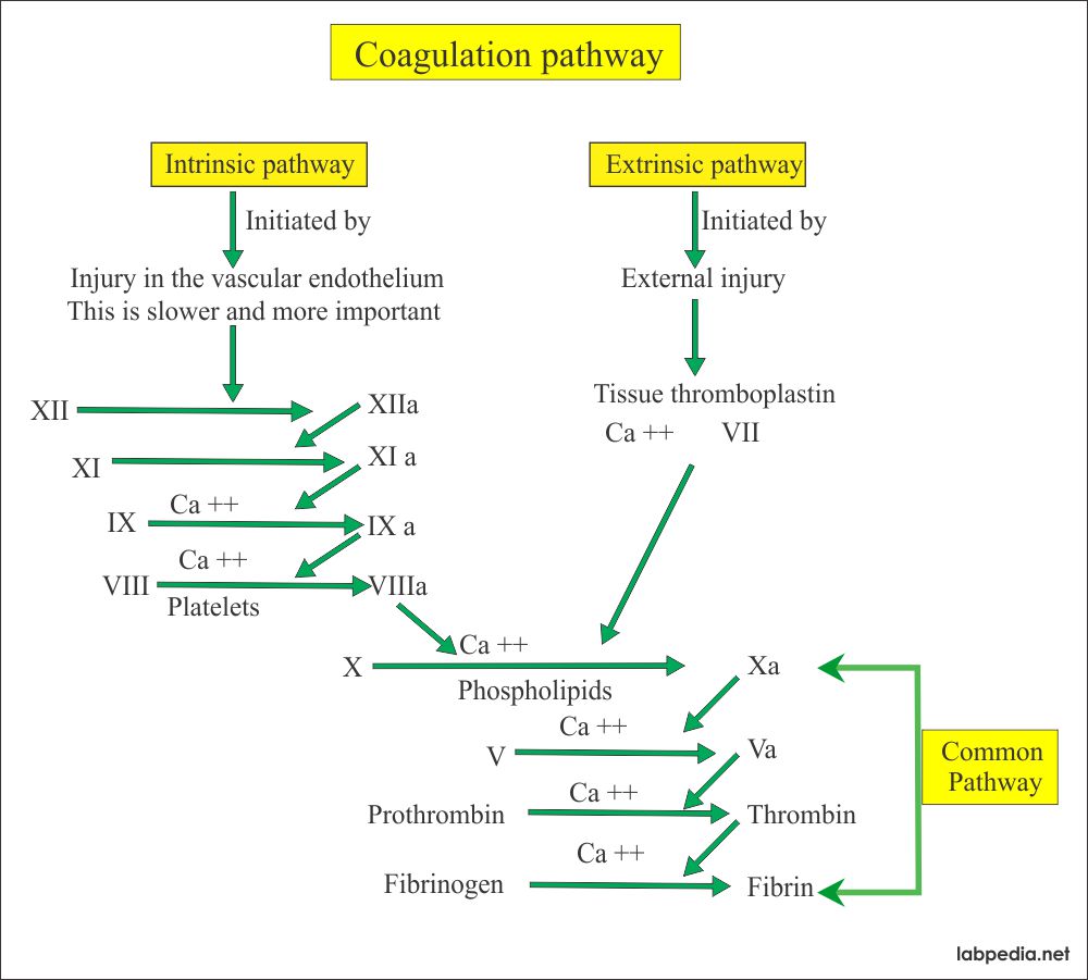 Coagulation Pathway