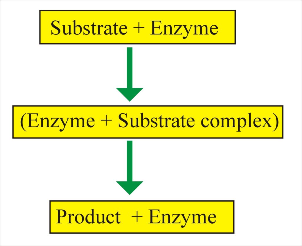 α-Hydroxybutyrate Dehydrogenase (HBDH)