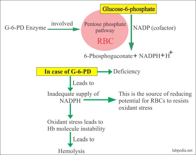 Anemia Part 7 Hereditary Spherocytosis, Glucose6phosphate