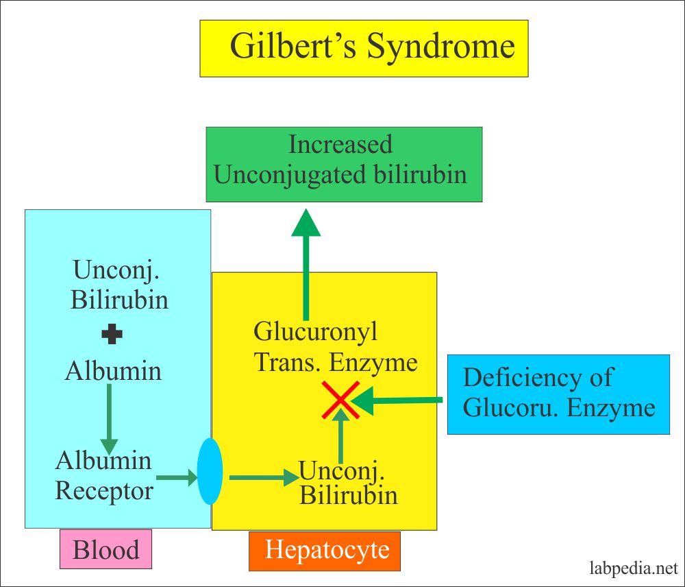Mechanism of Gilbert's syndrome Mechanism of Gilbert's syndrome