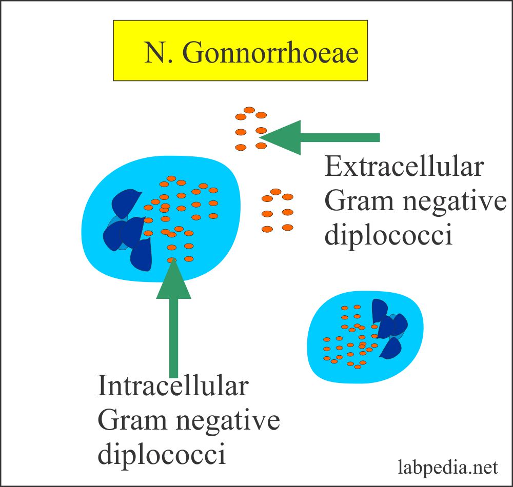 Gonorrhoea Intracellular Organism