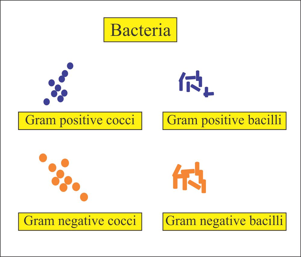 Gram negative and posit bacteria