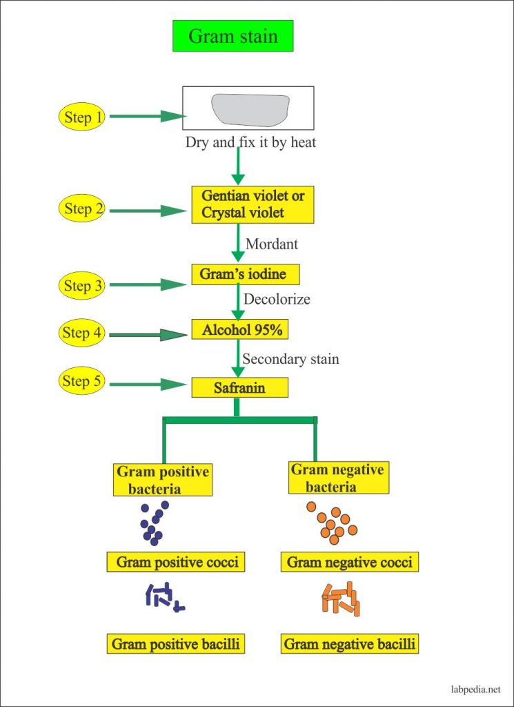 Gram Stain (Gram stain procedure)