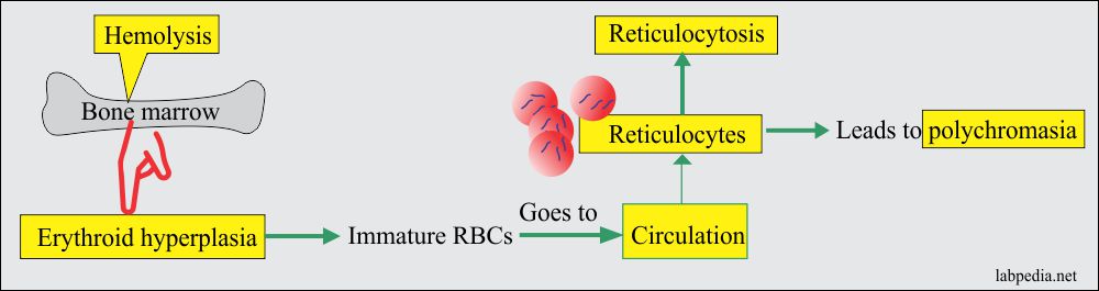 Hemolytic anemia leading to reticulocytosis and polychromasia 