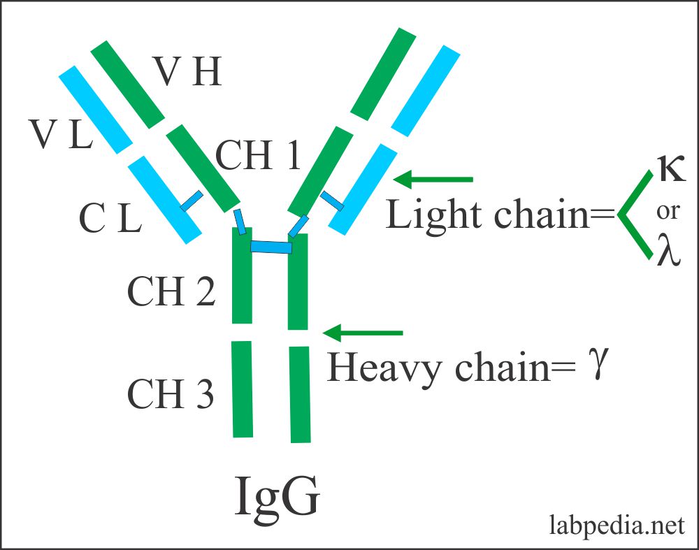 Immunoglobulin Electrophoresis (Ig), Immunoglobulins IgG, IgA, IgD, IgE