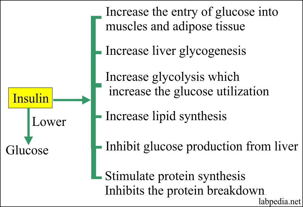 Insulin level (Insulin Assay)