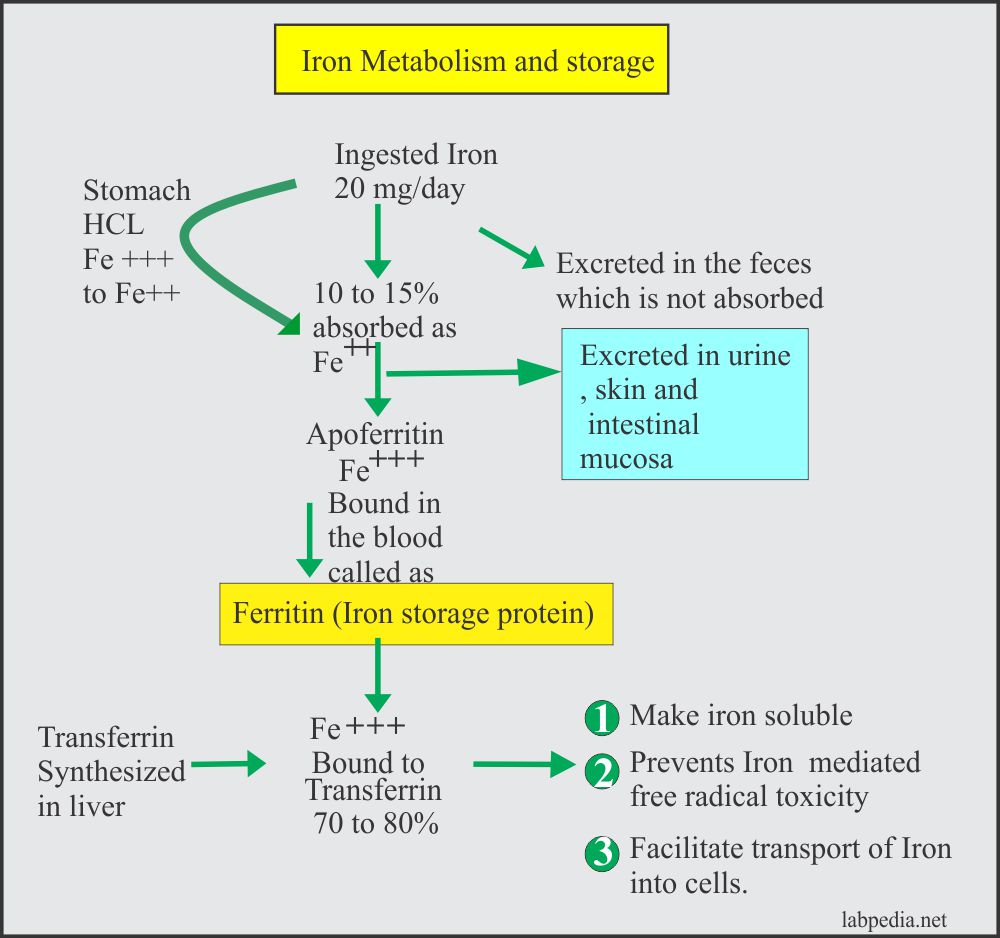 Anemia Part 2 Iron Deficiency Anemia, Microcytic and hypochromic