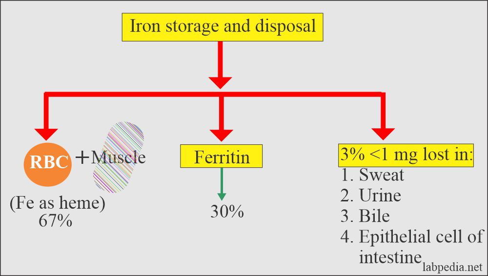 Iron storage and disposal