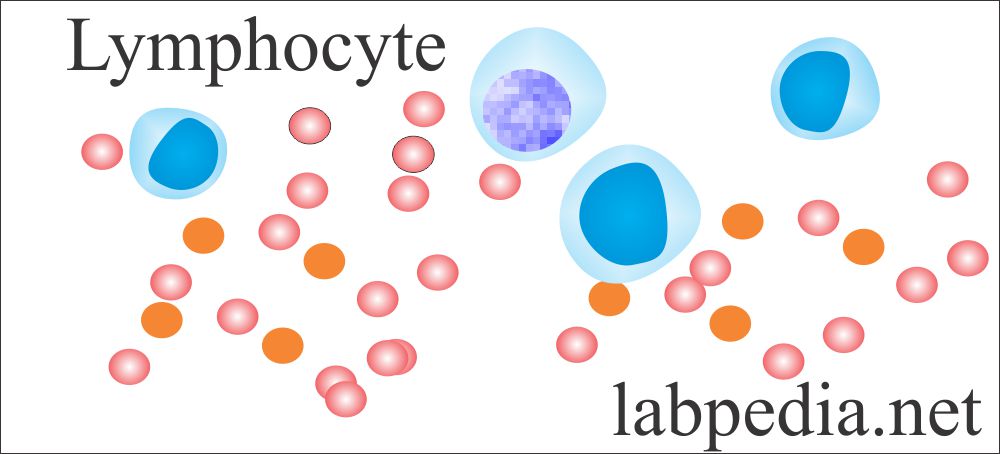 lymphocytes structure