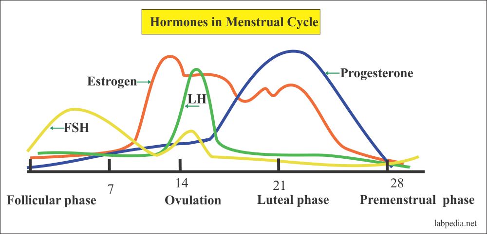 Hormones level variation in the menstrual cycle