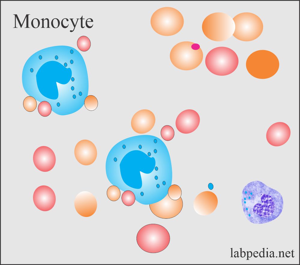 Monocytes in the peripheral blood smear