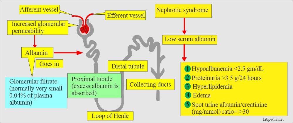 Mechanism of the nephrotic syndrome 