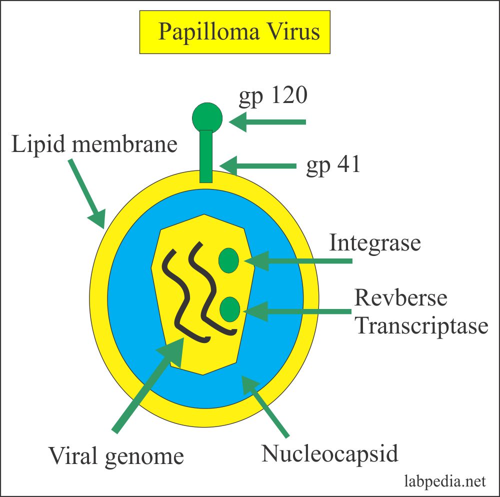 human papilloma virus genome