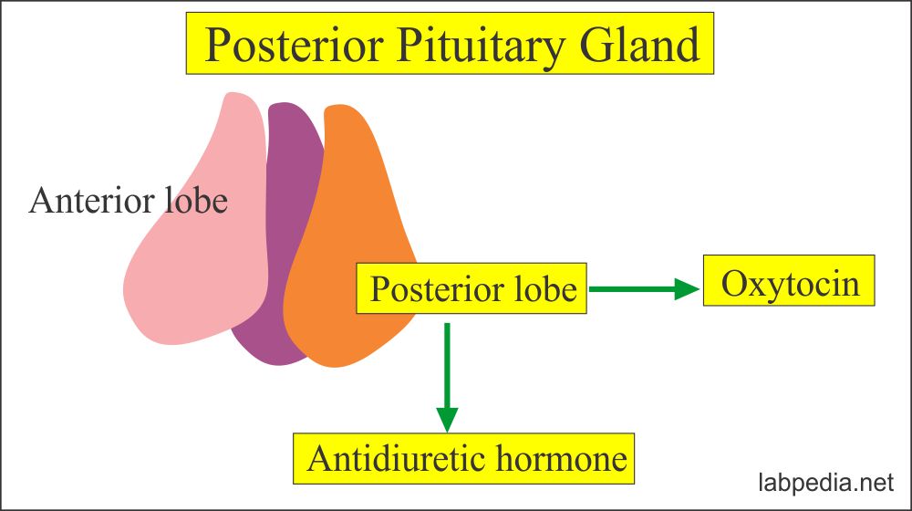 hypothalamus-and-pituitary-gland-hormones-labpedia