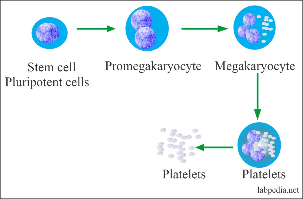 Platelets – Part 3 – Platelet Indices