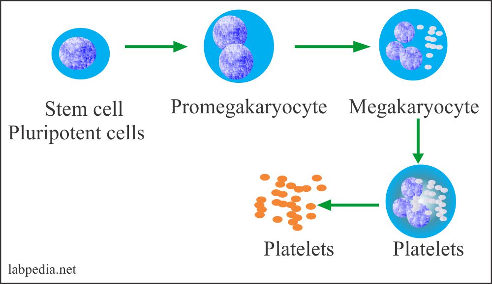 Complete blood count (CBC) Part 1 Differential count (CBC With Platelets), Peripheral blood