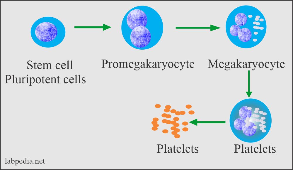 Platelets formation