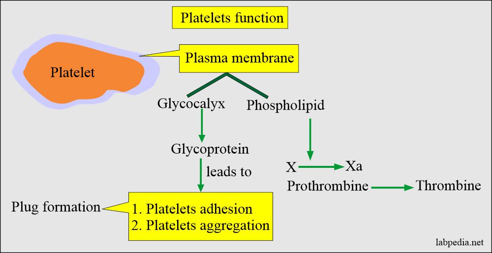Platelets function