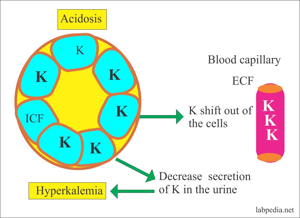 Electrolytes Part 1 Potassium (K+) Blood