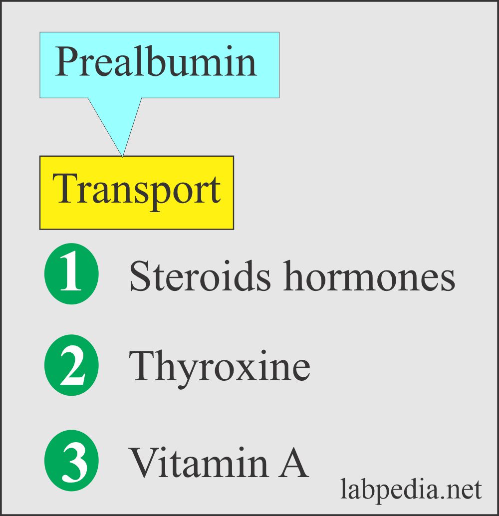 Prealbumin as a transport carrier