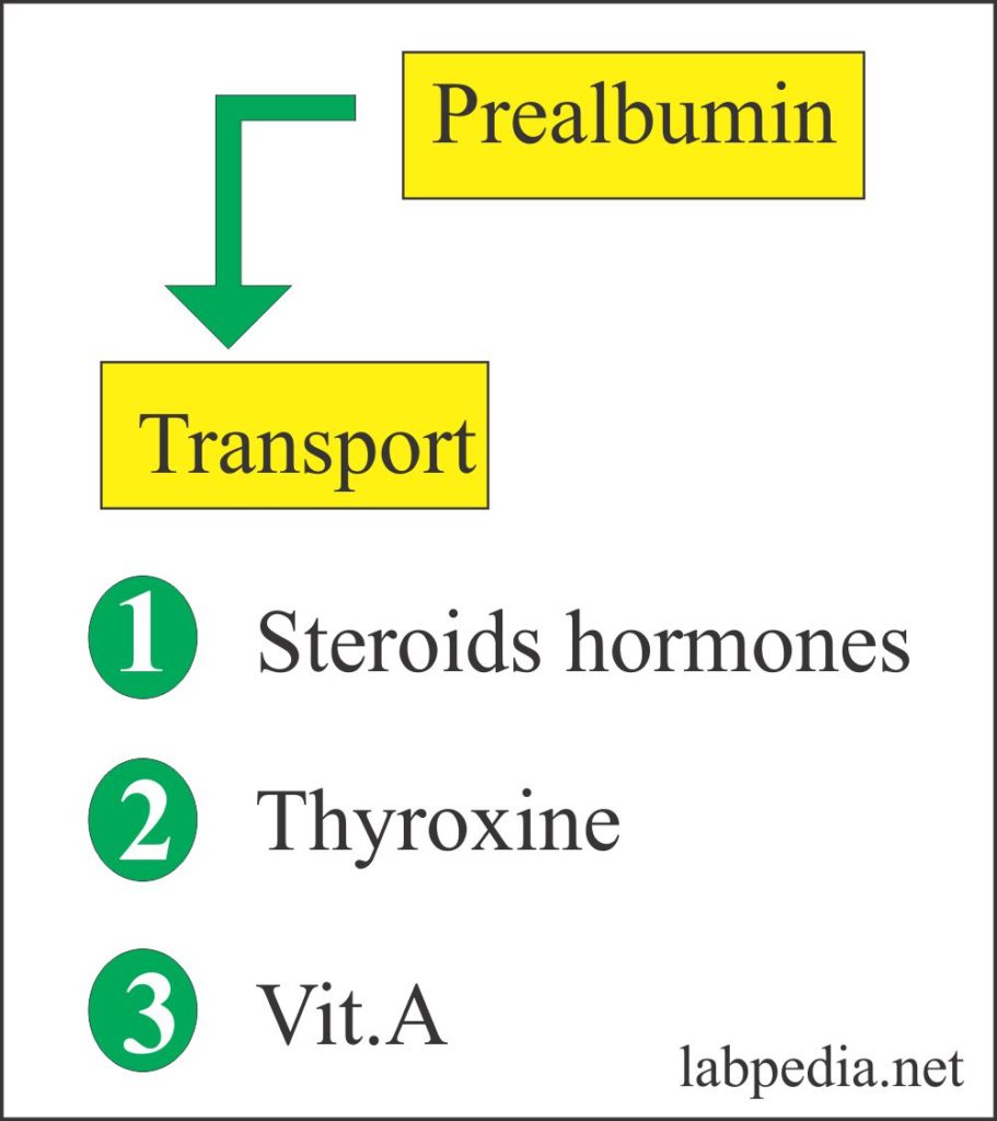Prealbumin, Thyroxine binding prealbumin (TBPA),