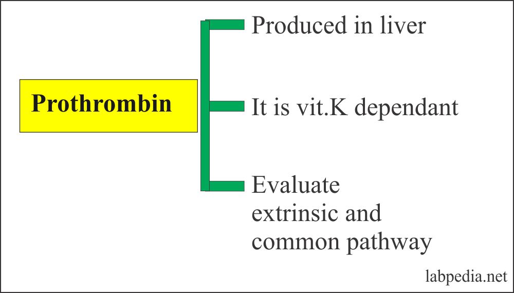 Prothrombin test and its site of synthesis