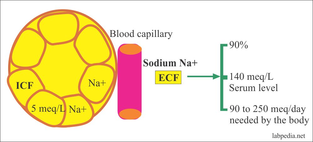Electrolytes Part 4 Sodium And Potassium Na And K Ecg Changes Labpedia Net