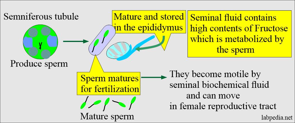 Sperms stored in the epididymus