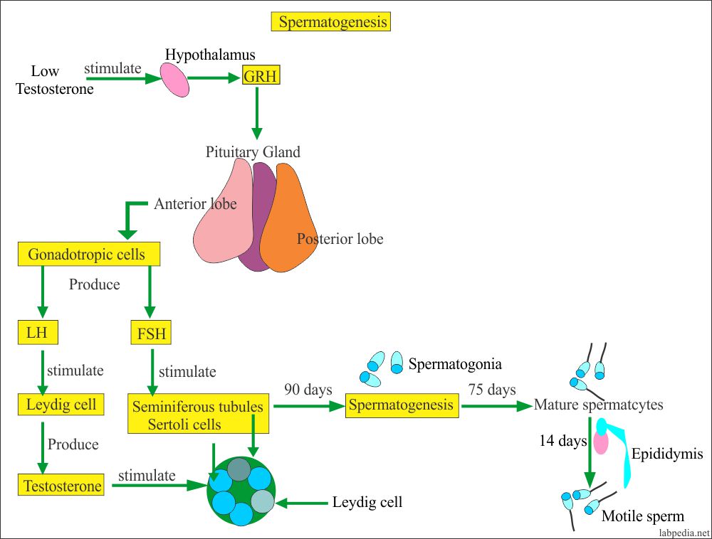 spermatogenesis and hormones