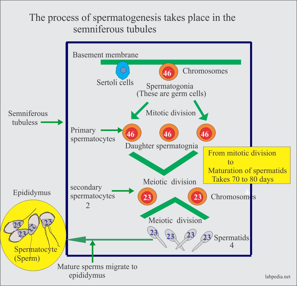 The process of spermatogenesis in semniferous tubules