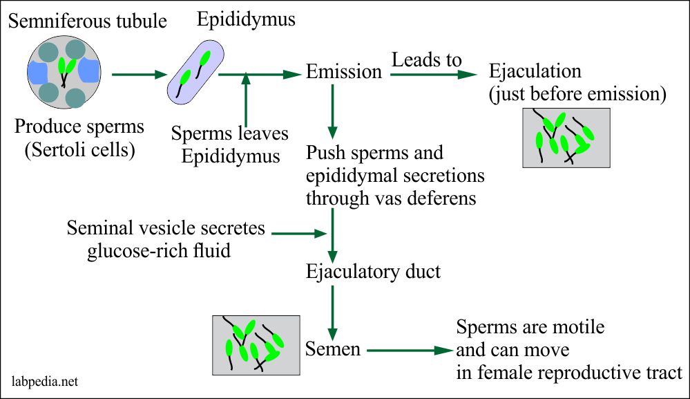 Ivf tests sperm sexual abstinence