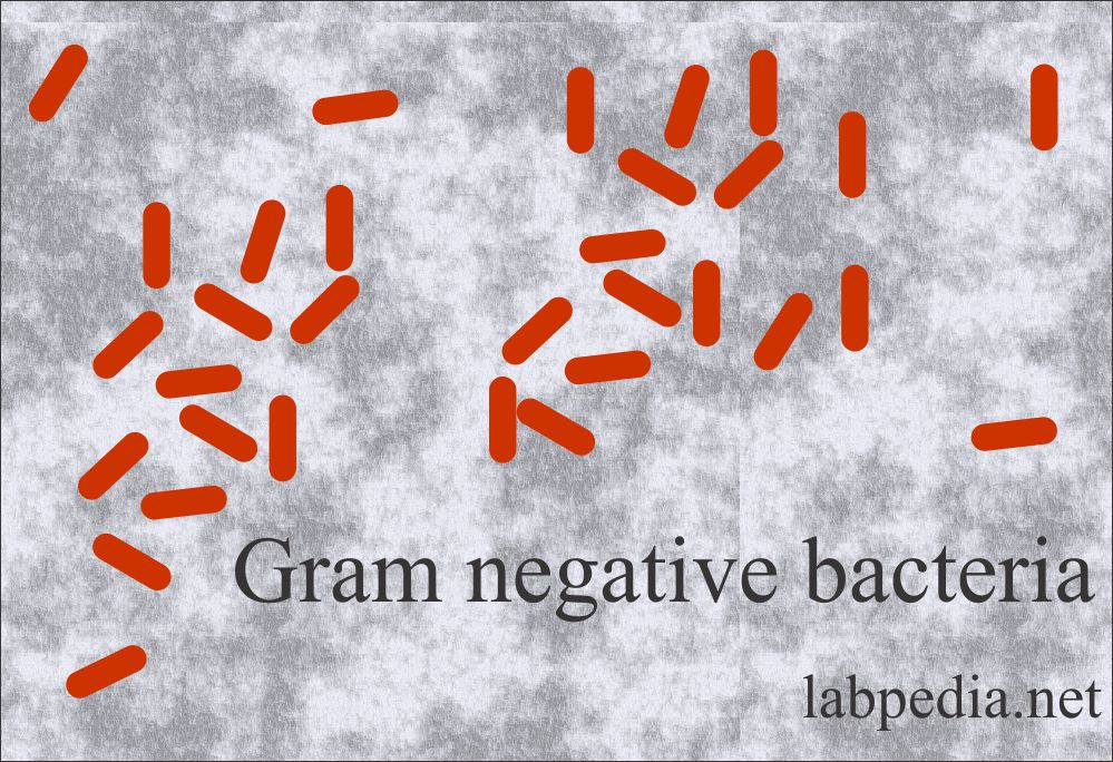 Stool gram negative bacteria