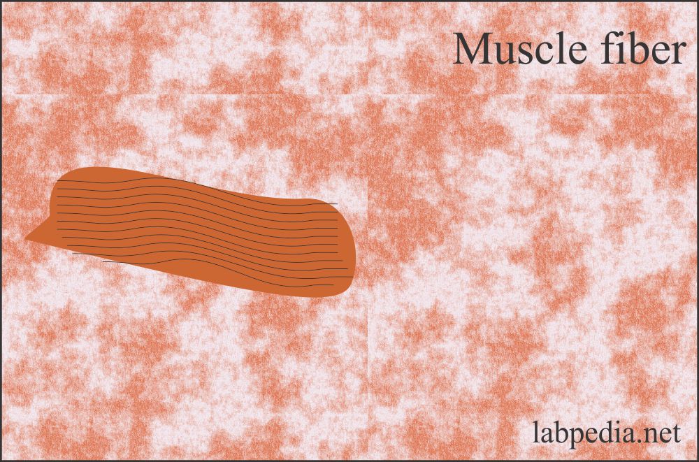 Stool examination: Stool muscle fibers