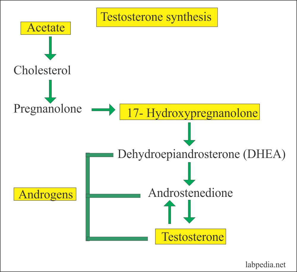 Testosterone formation 