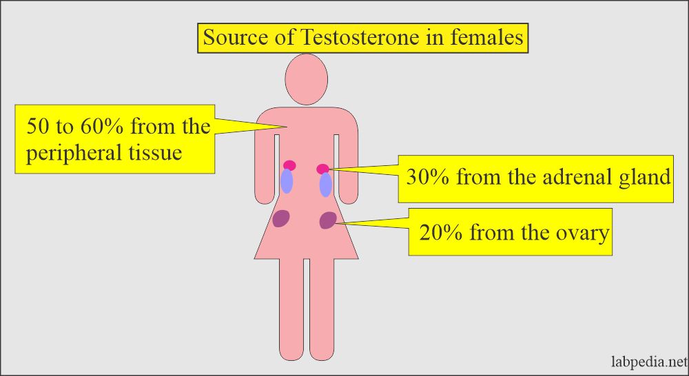 testosterone source in female
