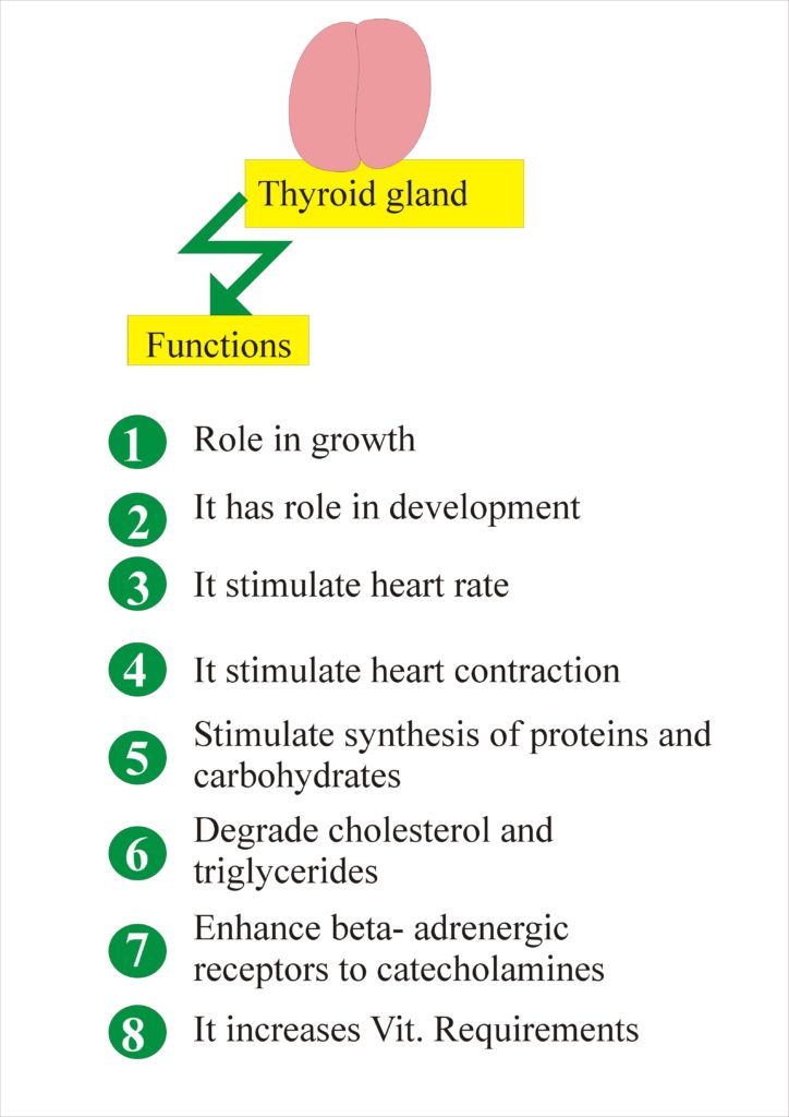 Thyroid - Part 1 - Thyroid Function Test (Thyroid Hormones) T4, T3, TSH