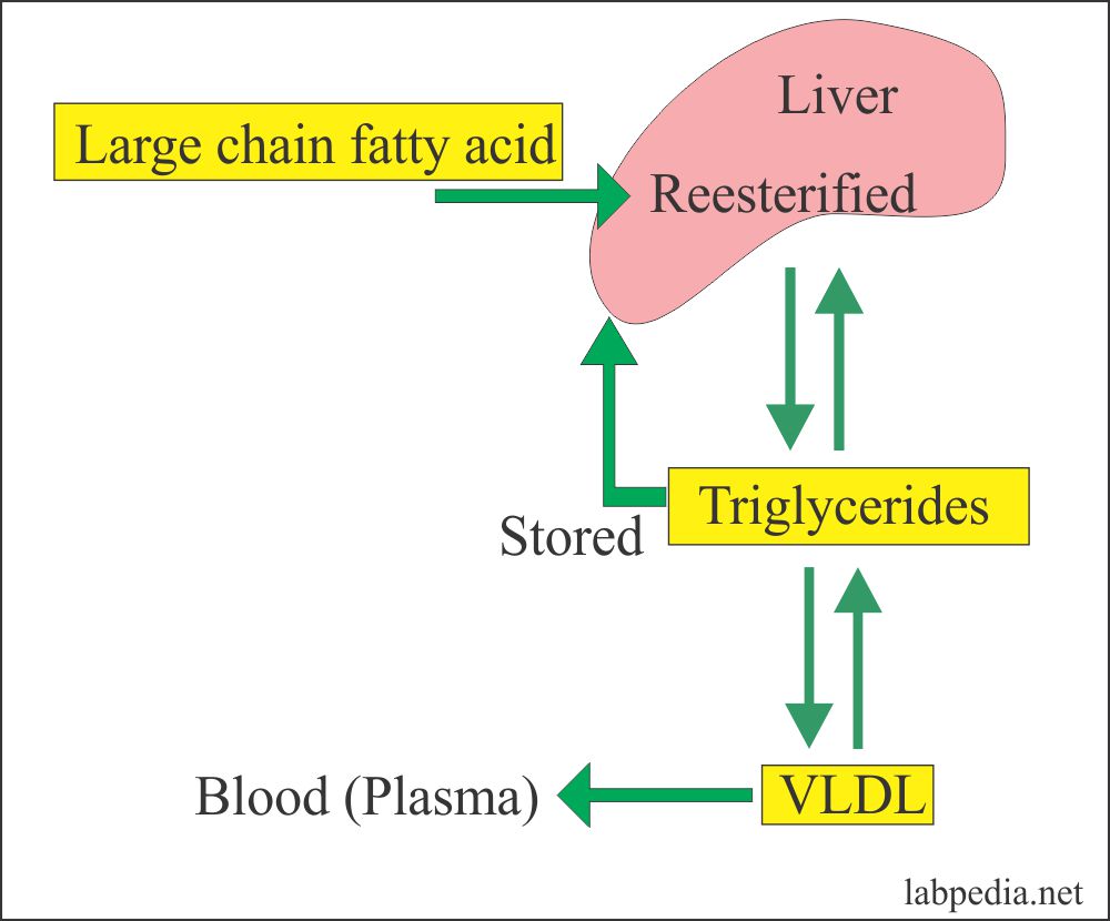 Triglycerides and Its Fate