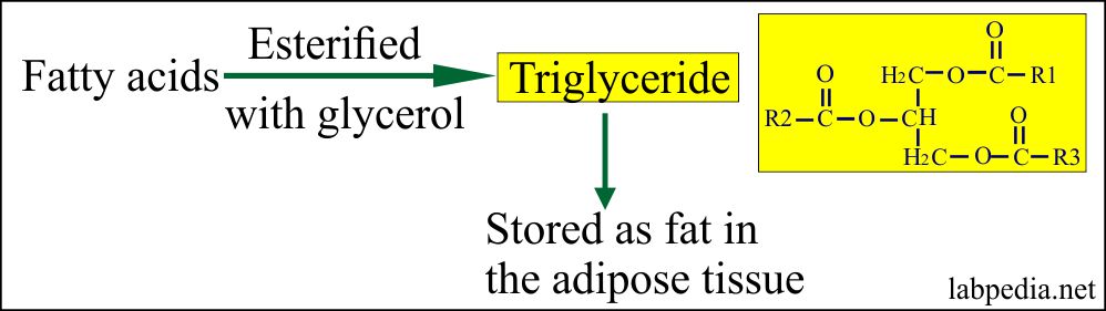 Lipoprotein Part 5 Triglycerides TG Labpedia