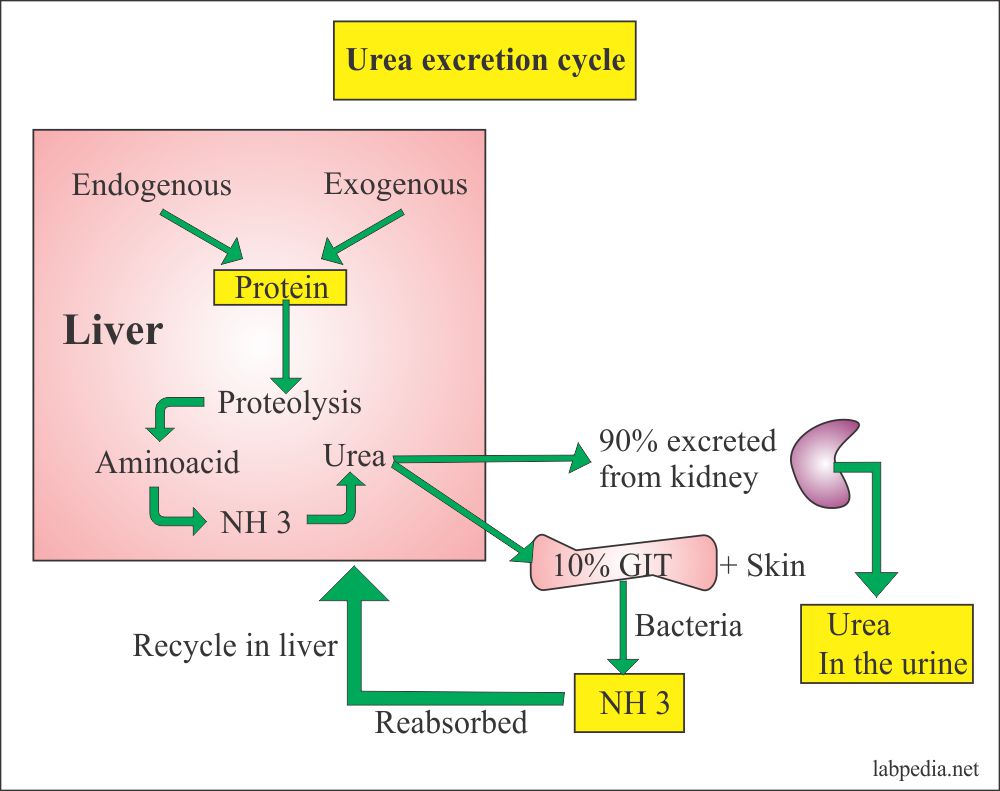 Urea formation and the role of liver