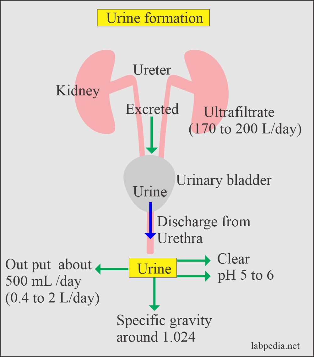 Summary of the Urine formation