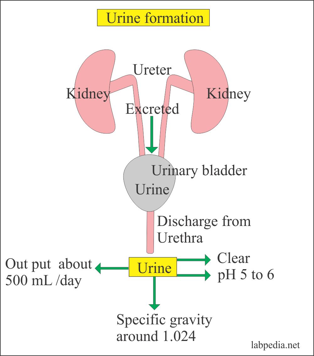 Urine Analysis part 2 Urine formation, Urine Sample types and
