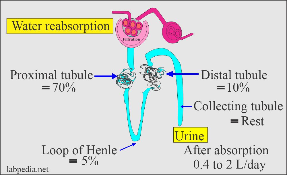Water reabsorption in various part of the kidneys