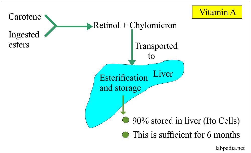 Vitamins Normal Level in the Blood