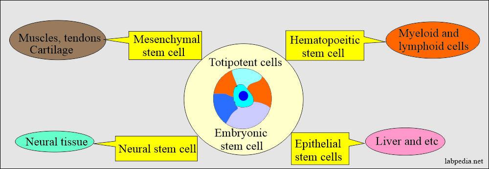 Totipotent stem cells development into other tissues